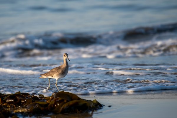 Comment choisir une croisière axée sur l'observation des oiseaux marins en Atlantique Nord?