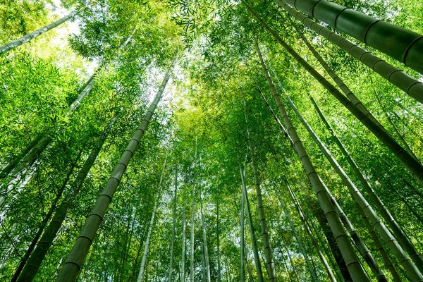 Comment explorer les forêts de bambous d'Arashiyama à Kyoto, Japon : itinéraires et conseils pratiques ?